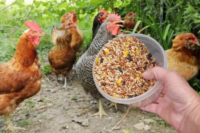 Cel-mai-bun-amestec-de-cereale-pentru-pui-Ce-ingrediente.jpeg