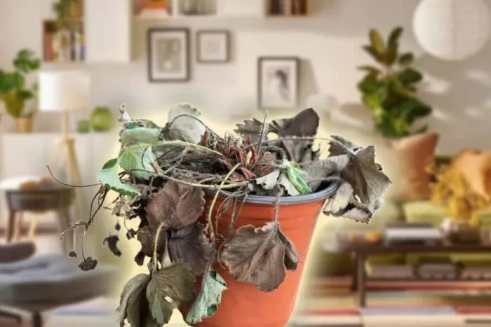 Unde-nu-trebuie-sa-asezi-plantele-in-casa-ta-niciodata.jpg
