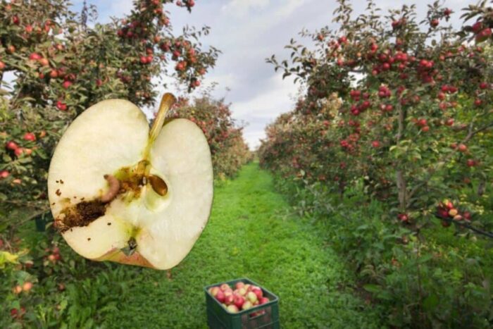 Ce trebuie sa faci toamna in livada pentru mere sanatoase