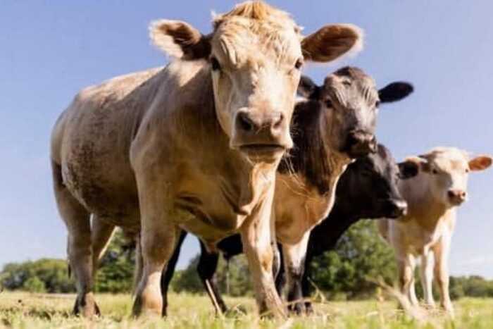 UE exclude fermele de bovine de la regulile privind emisiile