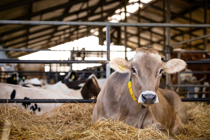5 sfaturi de amenajare a adăposturilor pentru bovine 5 sfaturi de amenajare a adaposturilor pentru bovine
