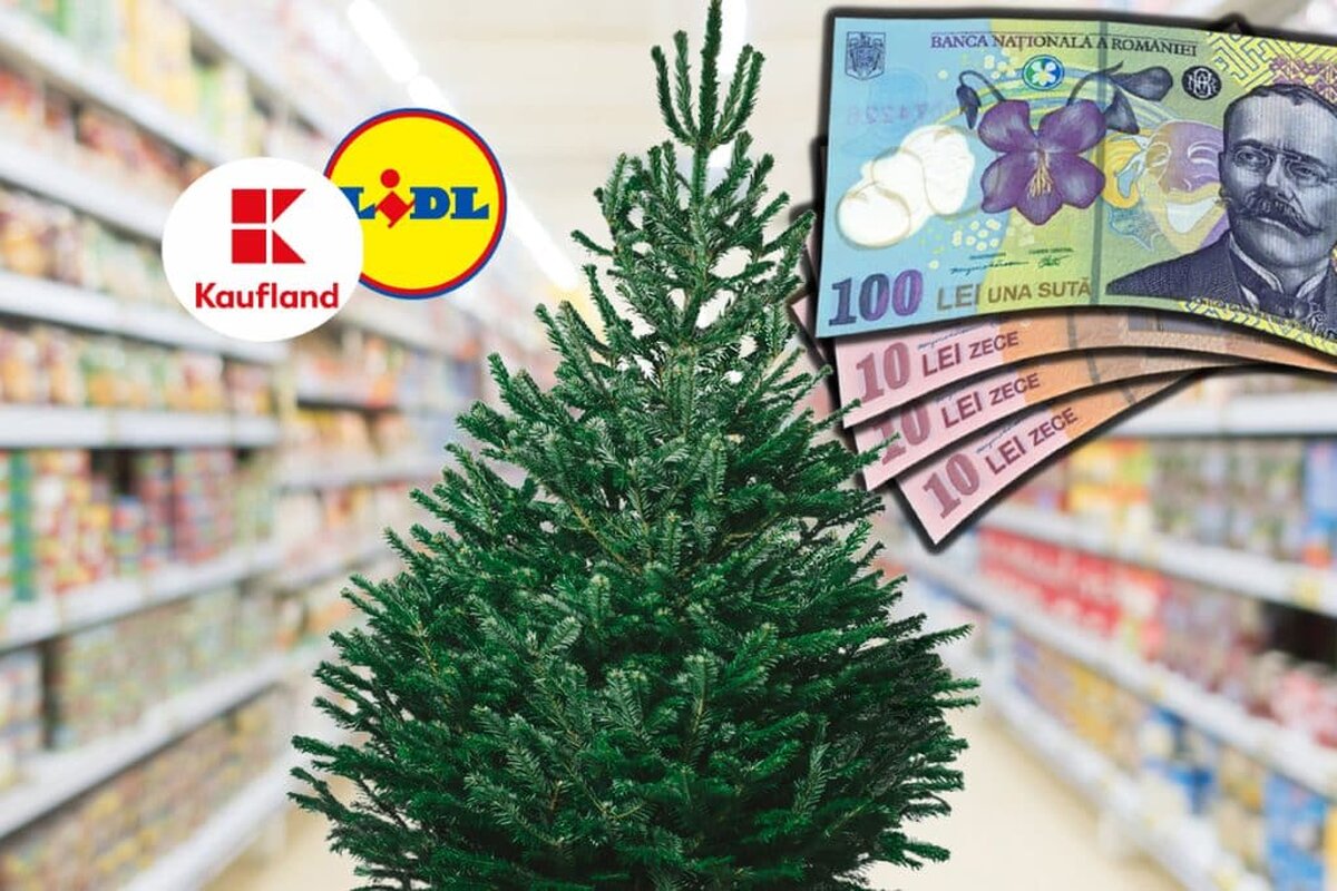 Cât costă brazii naturali la Kaufland și Lidl, ce înălțime au și de unde provin?