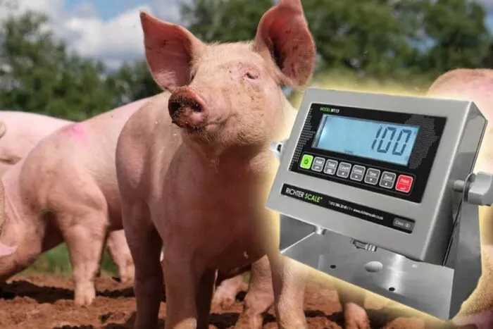 Cat-se-pierde-din-greutatea-unui-porc-dupa-taiere-Cu.jpeg
