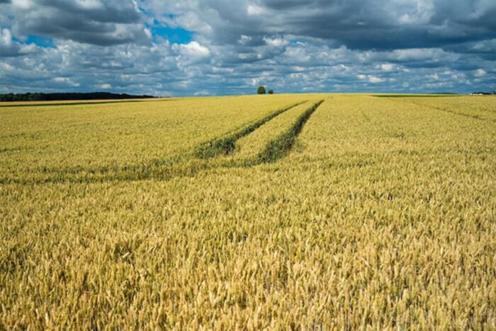 Cum sa obtii recolte mai mari cu tratamente agricole eficiente
