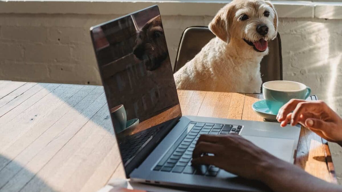 PetVet2