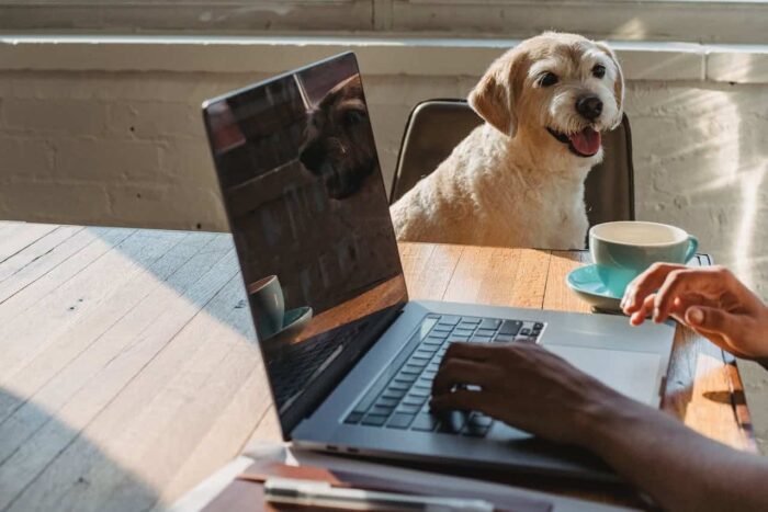 PetVet2