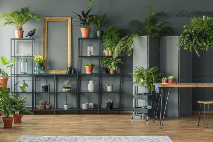 plante e1701725022353