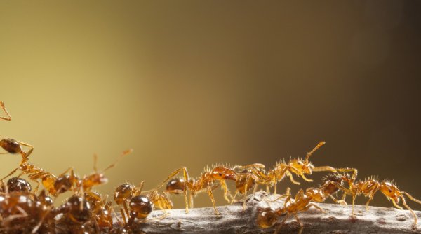 1705571470 963 Furnici rosii mortale pentru om au format plute pe apa