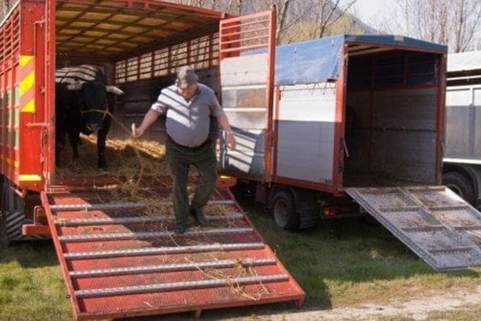 Bani pentru fermierii romani in 2024 Crescatorii de vaci si