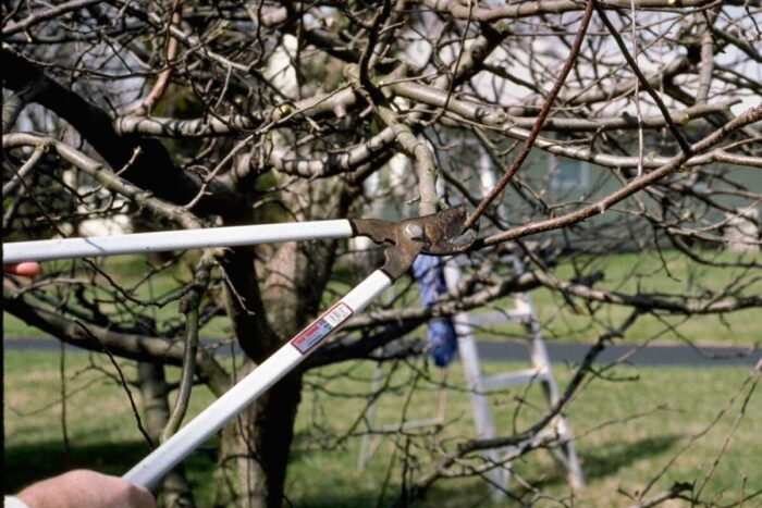 Ce să pui la rădăcina pomilor fructiferi la început de februarie? Ce sa pui la radacina pomilor fructiferi la inceput de. Asa vor rodi mai mult ca niciodata