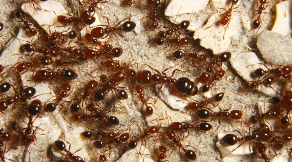 Furnici rosii mortale pentru om au format plute pe apa