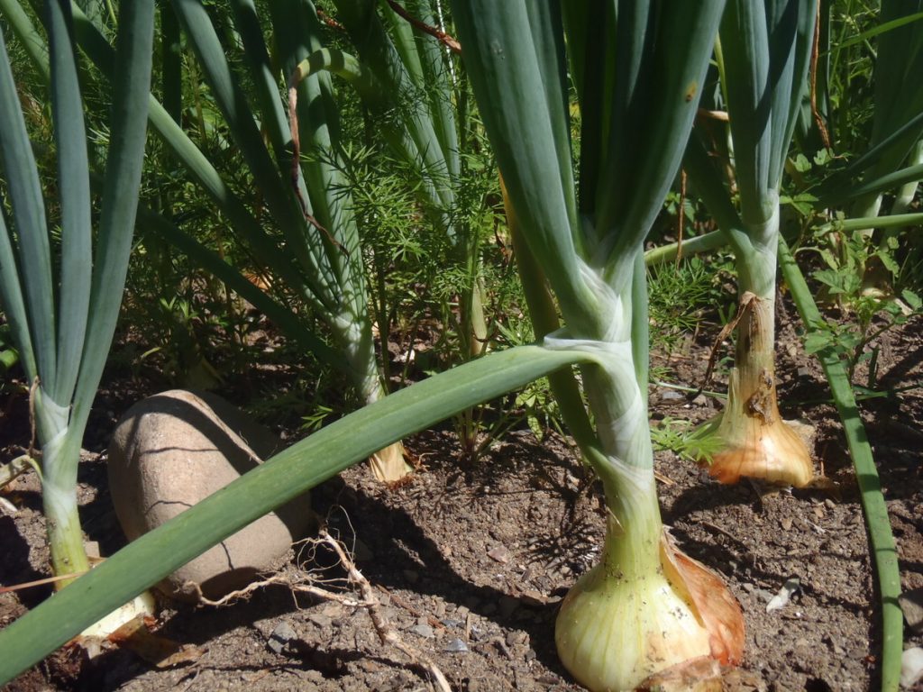 Secretul unei cepe de 1 kilogram. Poate fi crescută în grădină de oricine