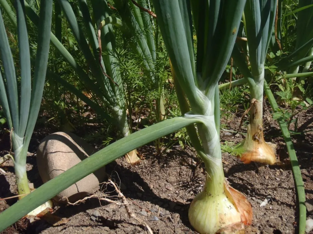 Secretul unei cepe de 1 kilogram. Poate fi crescută în grădină de oricine