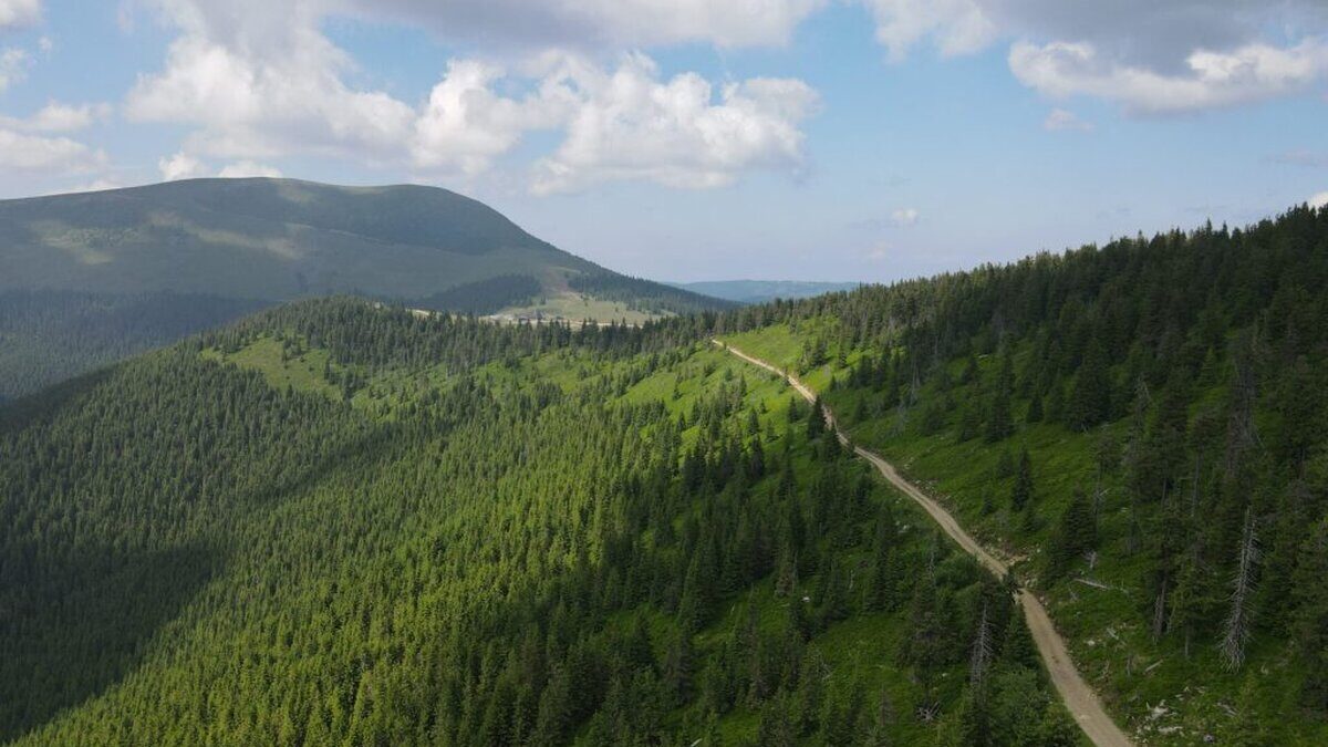 Care-este-cea-mai-veche-padure-din-Romania-Zona-in.jpg