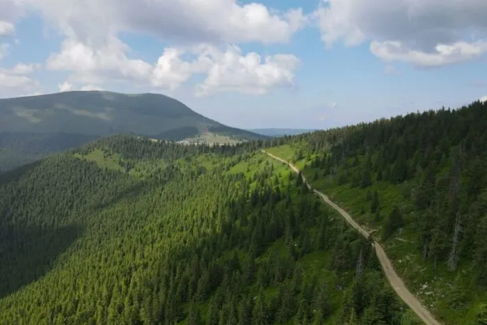 Care-este-cea-mai-veche-padure-din-Romania-Zona-in.jpg