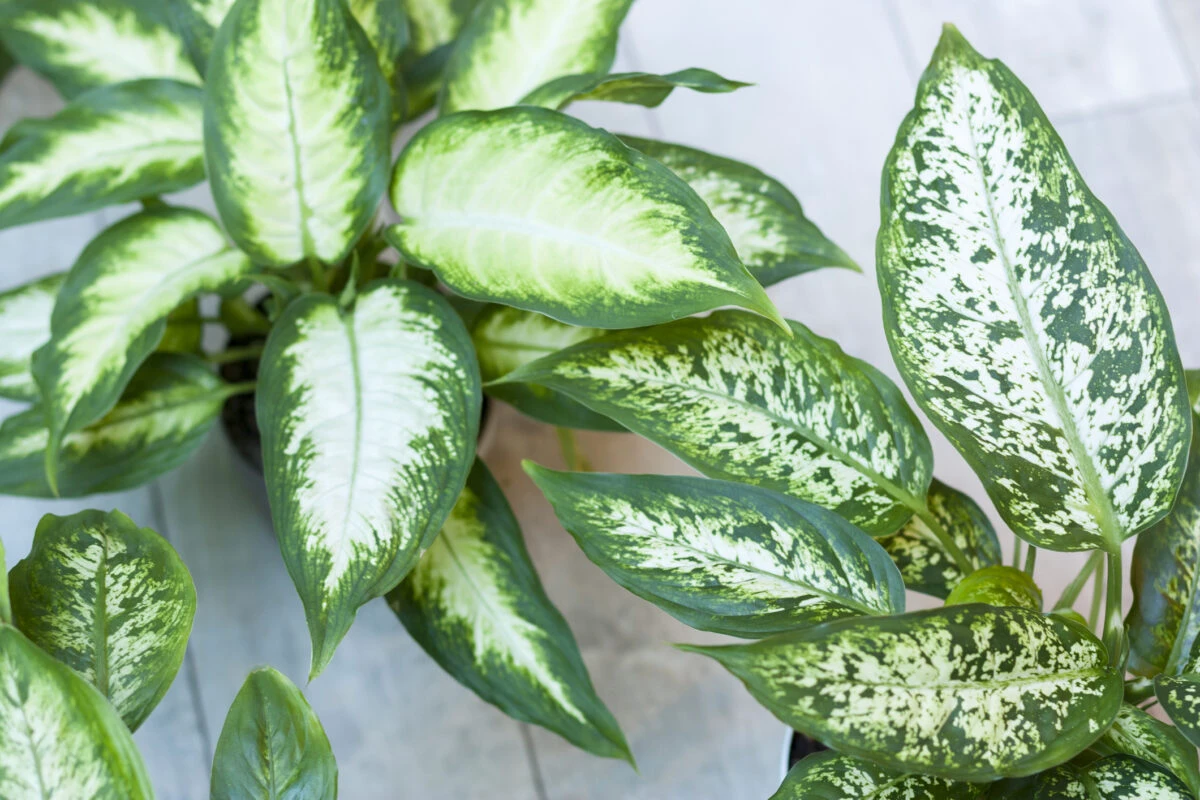 Planta de apartament care este dăunătoare pentru animalele de companie