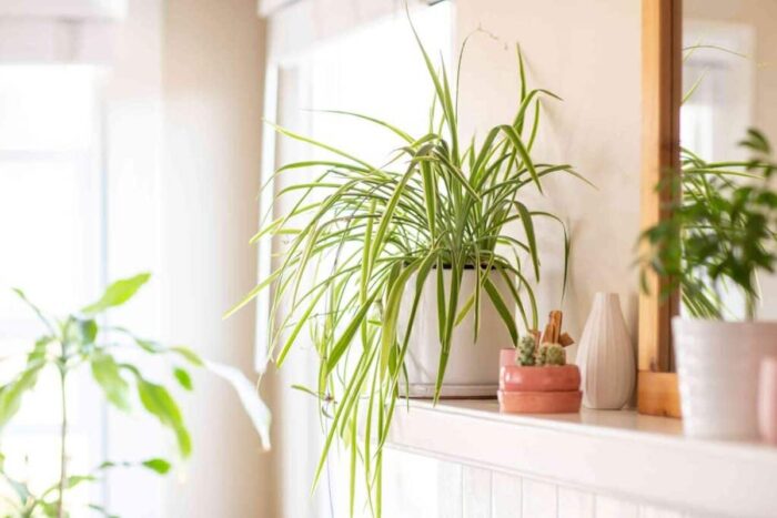 Plantele care imbunatatesc aerul din apartamentul tau Dormitorul si bucataria. Dormitorul si bucataria locurile cele mai ind