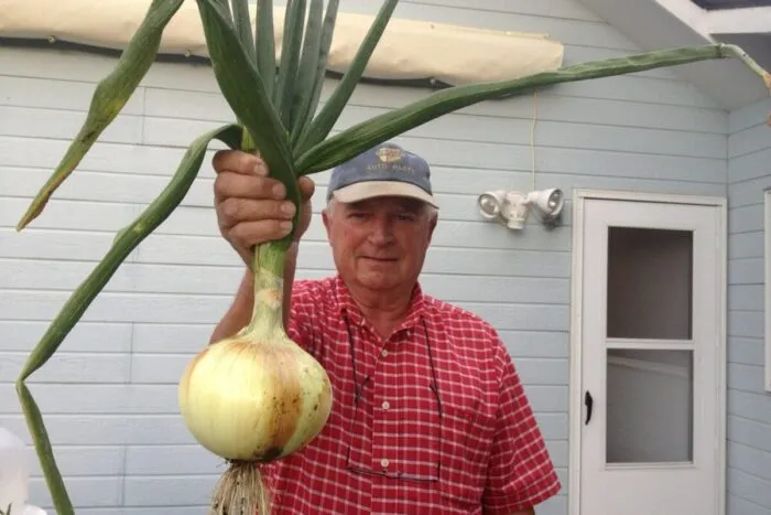 Secretul-unei-cepe-de-1-kilogram-Poate-fi-crescuta-in.jpg