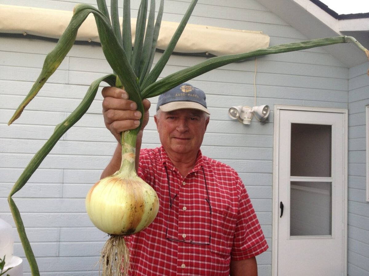 Care este secretul unei cepe care ajunge să cântărească 1 kilogram