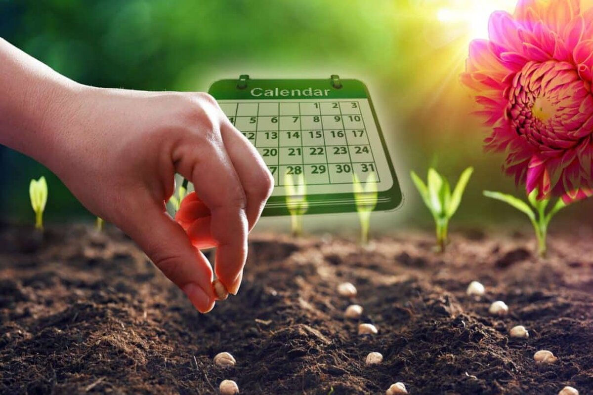 Semințele pe care trebuie să le plantezi la final de februarie în grădina ta