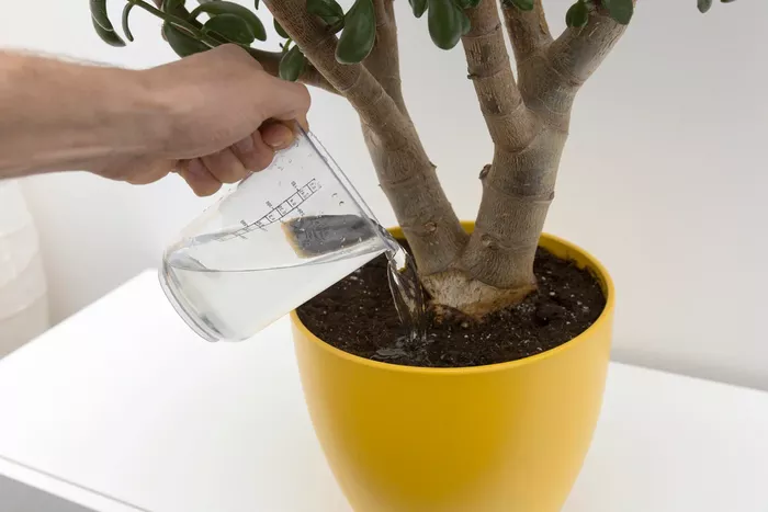 Cum îţi dai seama că plantele din ghiveci au nevoie de apă. Nu trebuie să atingi pământul, trucul e genial