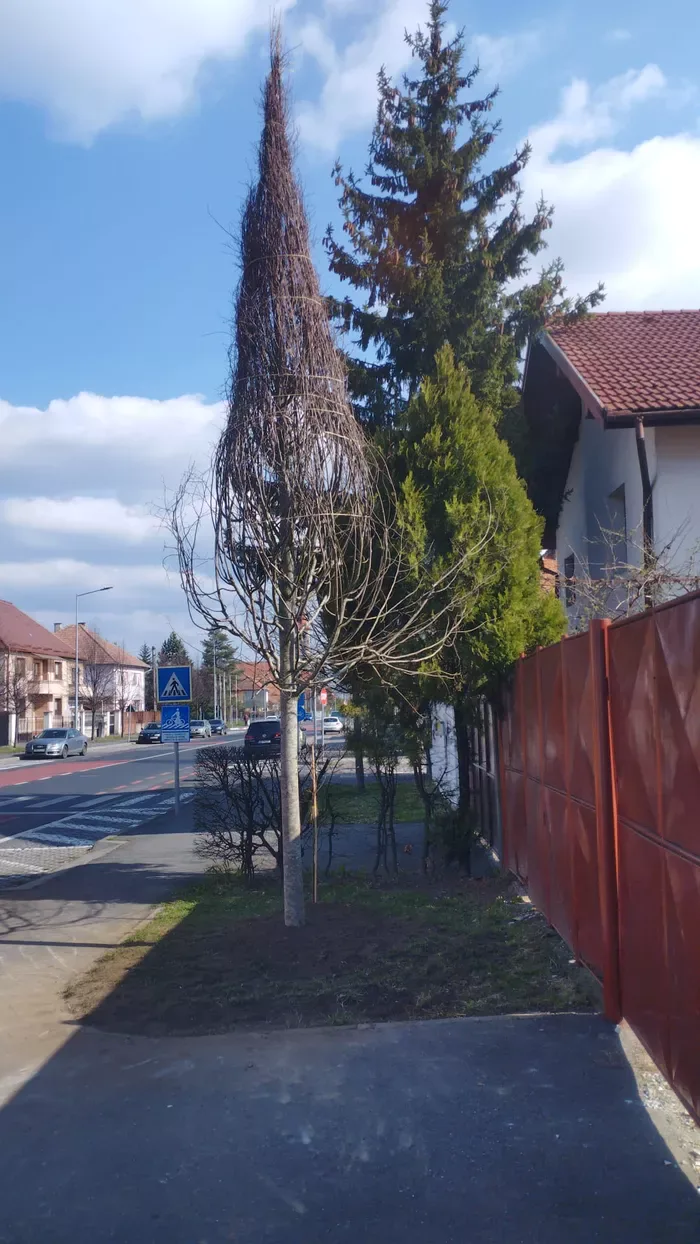 Greșeala care l-a costat pe un român 30.000 de lei. Ce a tăiat din fața casei, acum e bun de plată