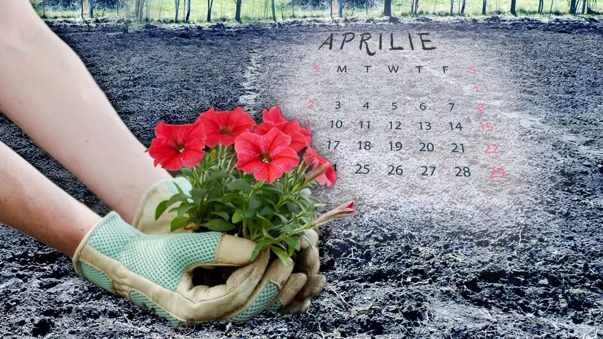 Ce-flori-se-planteaza-in-luna-aprilie-in-gradina.-Asa-vei-avea-o-curte-ca-cele-englezesti.jpg