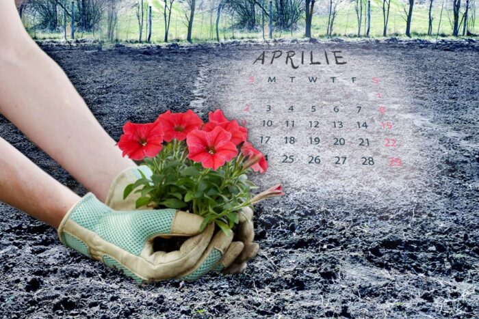 Ce flori se planteaza in luna aprilie in gradina. Asa vei avea o curte ca cele englezesti