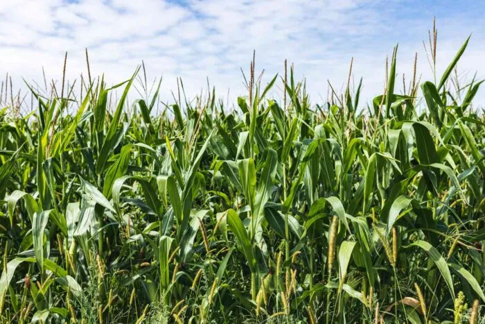 Ce-legume-poti-cultiva-in-apropierea-porumbului.-Nu-vor-dauna-culturii-ci-o-vor-imbogati.jpg