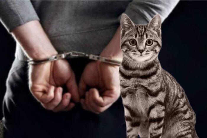 Condamnarea primita de un barbat care a omorat o pisica. Va sta la inchisoare