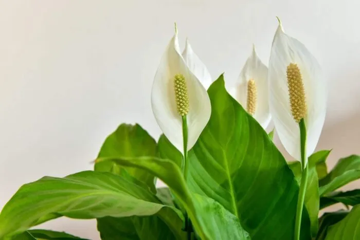 Planta-de-apartament-care-aduce-mult-noroc-in-iubire.-E-bine-sa-o-tii-in-camera-in-care-dormi-.jpeg