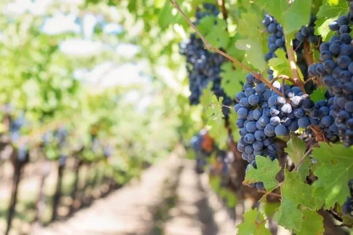 struguri-vin-e1711402275882.jpg