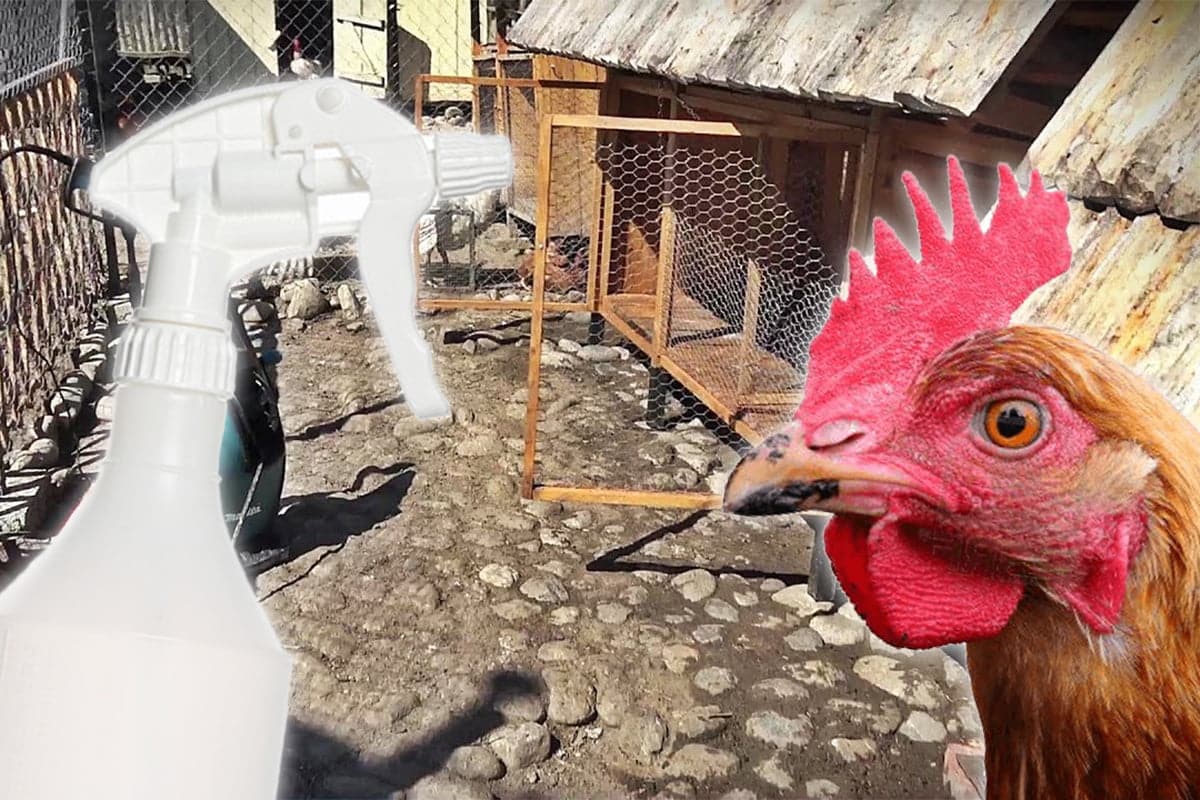 Cu ce să stropești cotețul găinilor în luna aprilie ca să scape de păduchi