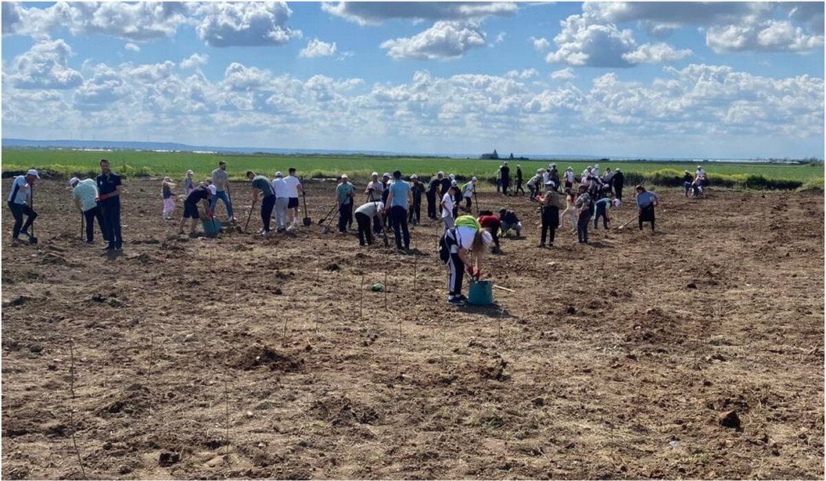 Satul din România unde oamenii și-au plantat pădure: ‘Era o zonă abandonată’