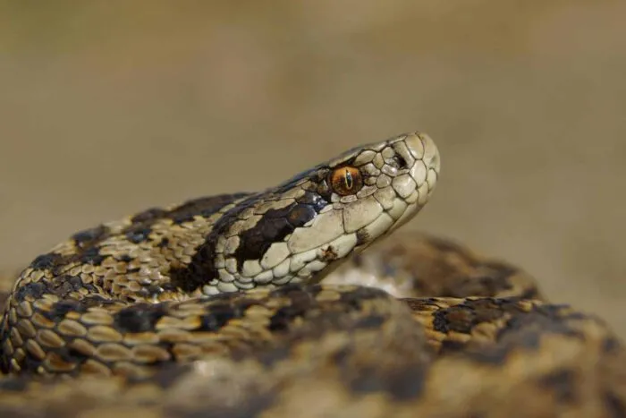 Vipera-a-aparut-in-mai-multe-zone-din-Romania-din-cauza-caldurii.jpeg