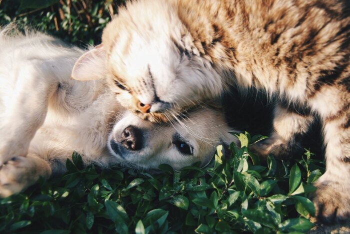 Cum influenţează plantele şi florile sănătatea câinilor și pisicilor? animale de companie scaled e1712004569955