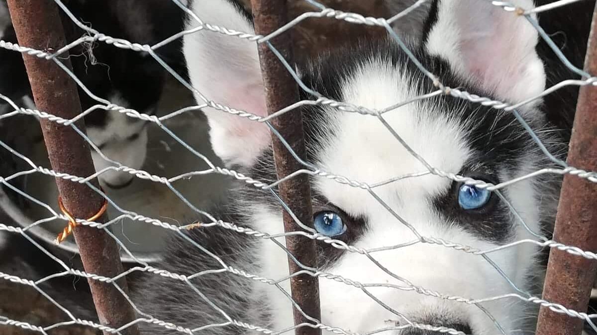 Ce trebuie să ştie toți posesorii de câini? caini