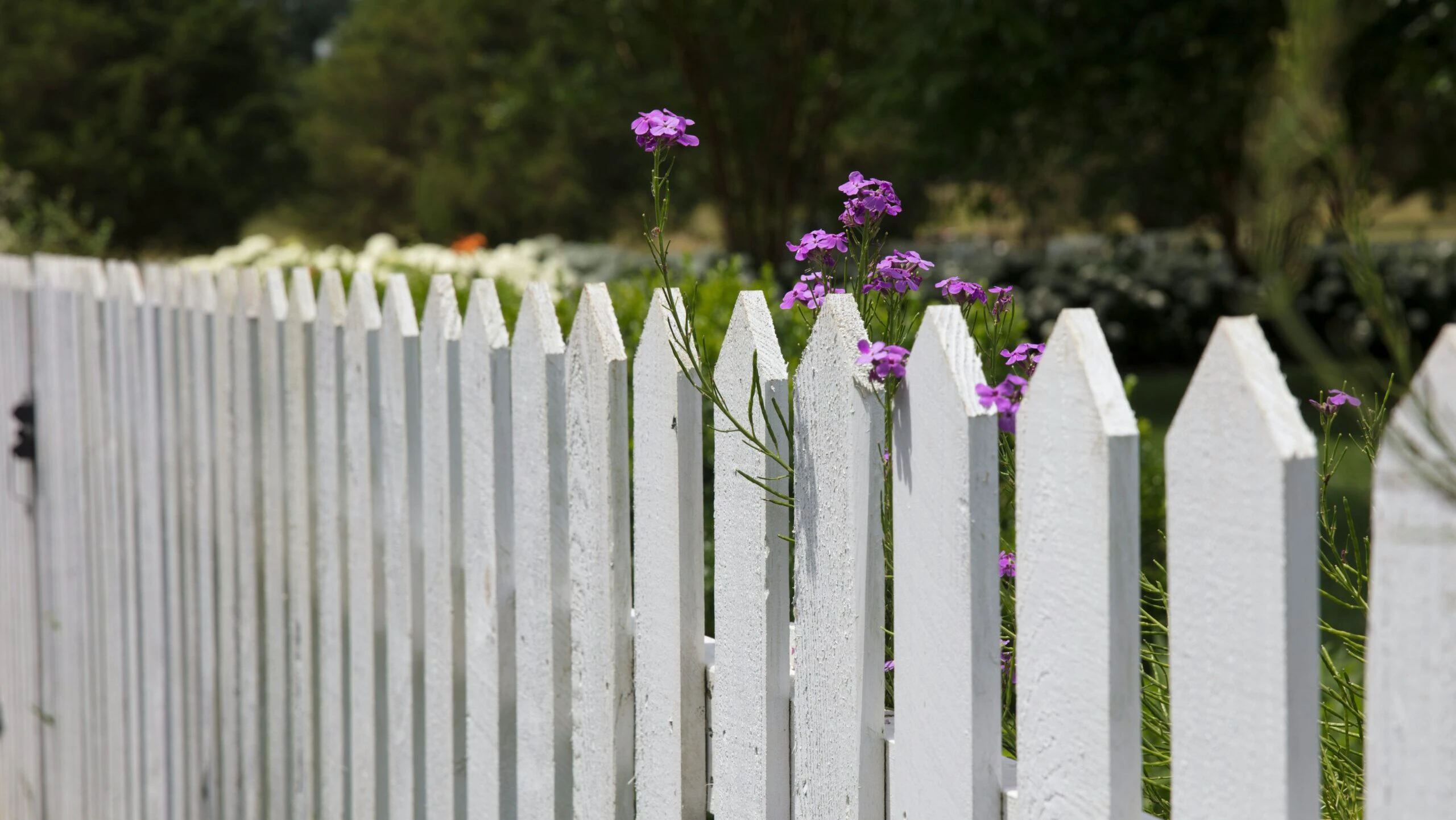 Ce spune legea despre obligaţiile pentru cei care locuiesc la curte, cu garduri şi vecini?