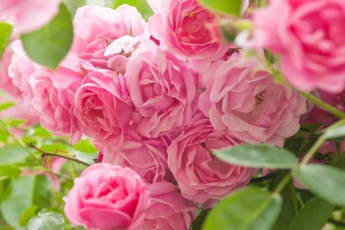 Ce sa plantezi langa trandafiri pentru a scapa de afide si omizi. Vei avea flori ca in gradinile englezesti