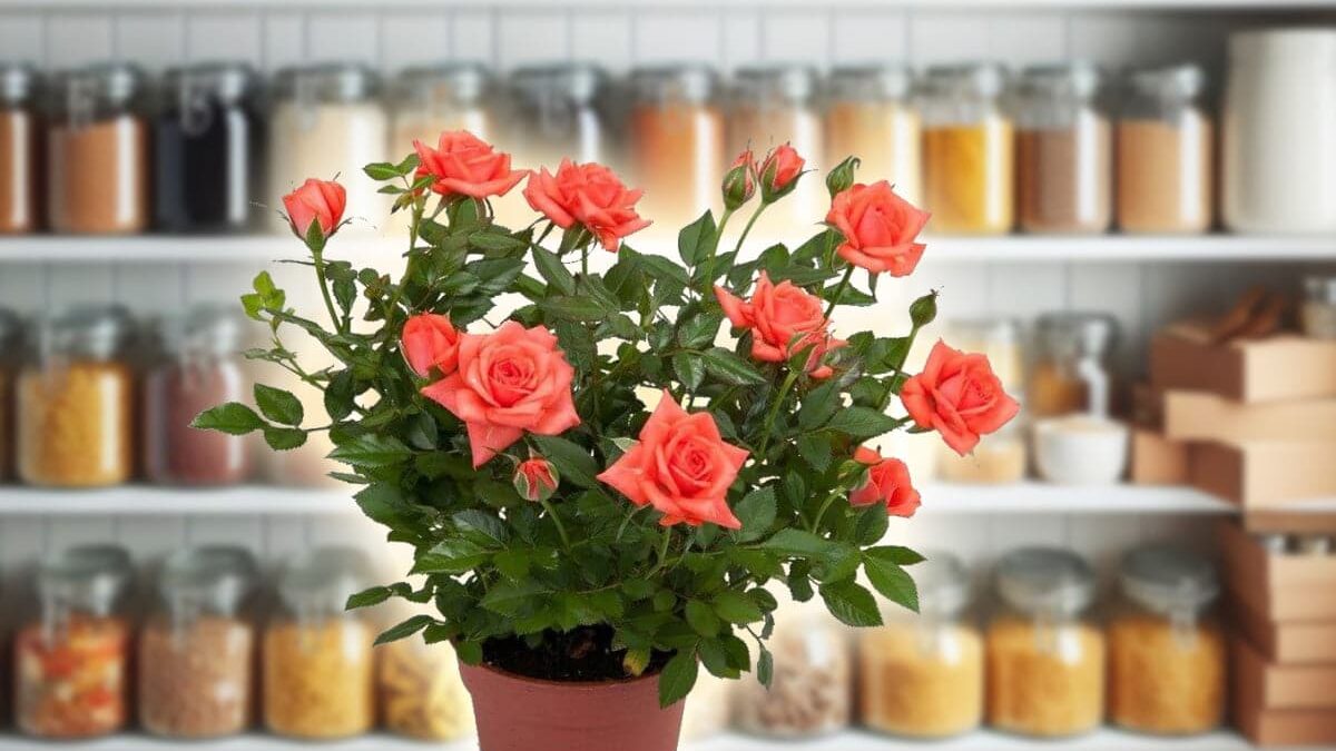 Ce să pui în pământul plantelor ca să înflorească spectaculos. Ingredientul din bucătărie care îți face grădina un colț de Rai Ce sa pui in pamantul plantelor ca sa infloreasca spectaculos. Ingredientul din bucatarie care iti face gradina un colt de Rai
