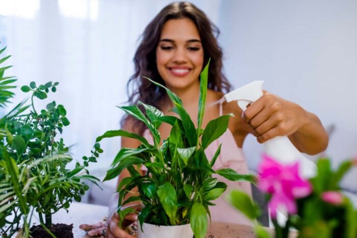 Plante de apartament rezistente la intuneric