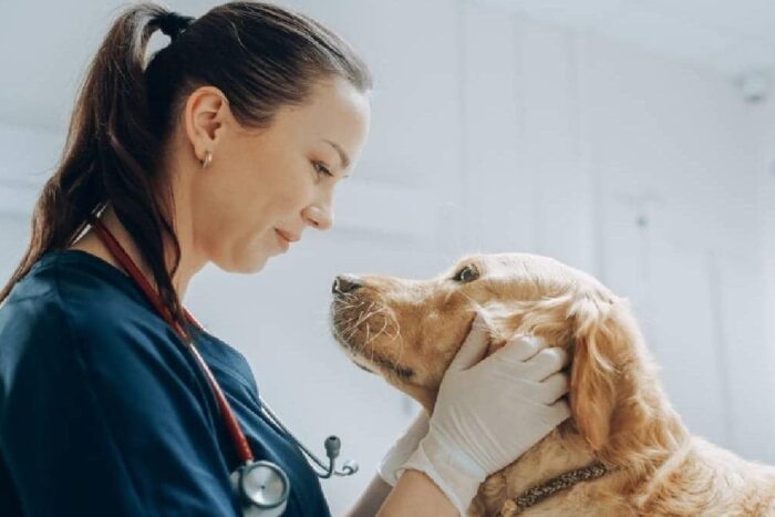 ziua nationala medicului veterinar eveniment fii veterinar pentru o zi 902324
