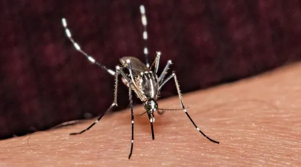 1718180018 415 Tantarul tigru care transmite febra dengue a migrat in Romania si