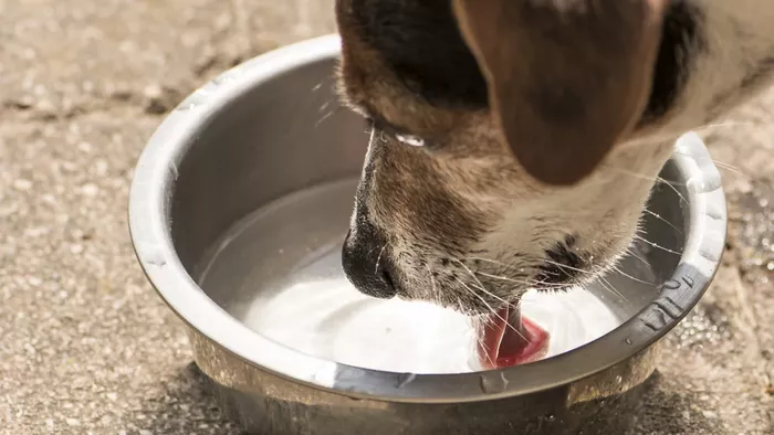 Sfaturi ideale pe timp de caniculă. Cum să-ți îngrijești animalul de companie la temperaturi de 35 de grade