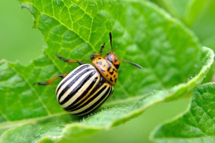 Care este cel mai bun insecticid natural pentru gândacii de Colorado? Cel mai bun insecticid natural pentru cartofi. Asa ii scapi de gandacii de Colorado