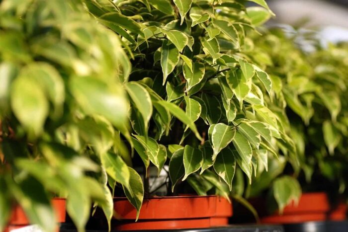 Scapa imediat de aceste plante din casa Sunt interzise in Feng Shui atrag ghinionul si necazurile ca un magnet