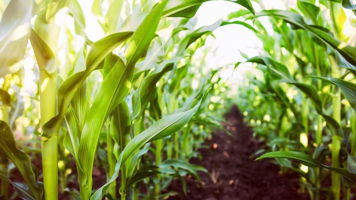 Corn,Agriculture.,Green,Nature.,Rural,Field,On,Farm,Land,In