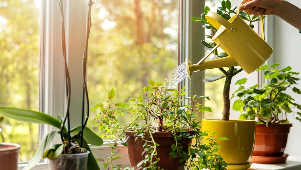 Cum să udăm plantele de apartament, în anotimpul rece?
