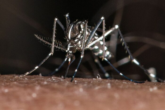 tantarul-tigru-transmite-febra-dengue-migrat-in-romania-europa-schimbari-climatice-fatal-907139.jpg