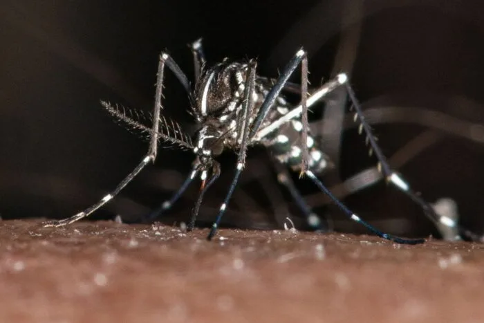 tantarul-tigru-transmite-febra-dengue-migrat-in-romania-europa-schimbari-climatice-fatal-907139.jpg
